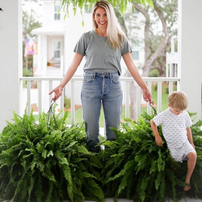 🔥Autumn Celebration Exclusive! 🌿Get the UV-Resistant Lifelike Artificial Boston Fern for Just $9.98 🎁 SAVE 75%!